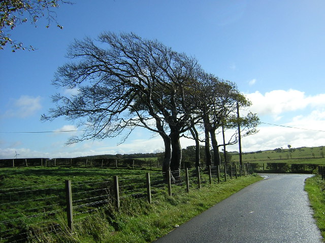 photo of wind, tree, road, fence