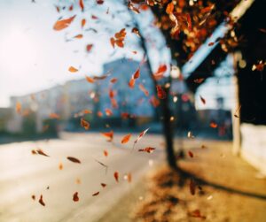 Autumn leaves blowing in the wind on a sunny day with trees and buildings in the background.