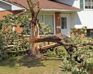 a picture of a house with a fallen tree in front