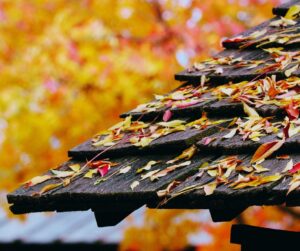 Shingles covered in colorful fall leaves with trees in the background, showing the importance of roof and gutter cleaning in autumn.