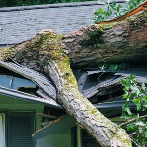 Large fallen tree causing severe structural roof damage after a storm – emergency roof inspection and repair services in Liberty, Parkville, and surrounding Kansas City areas.