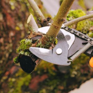 Close-up of pruning shears cutting overhanging tree branches, illustrating fall roof maintenance and tree trimming to prevent winter storm damage in Kansas City.