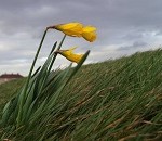 windy field